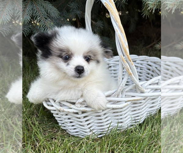 Medium Photo #2 Pomeranian Puppy For Sale in MIDDLEBURY, IN, USA