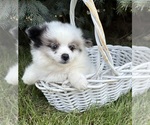 Small #1 Pomeranian