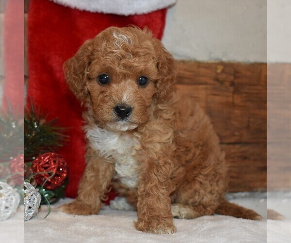 Medium Photo #5 Cavapoo-Poodle (Miniature) Mix Puppy For Sale in NEWPORT, PA, USA