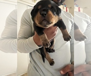 Bernese Mountain Dog Puppy for sale in RIVERSIDE, CA, USA
