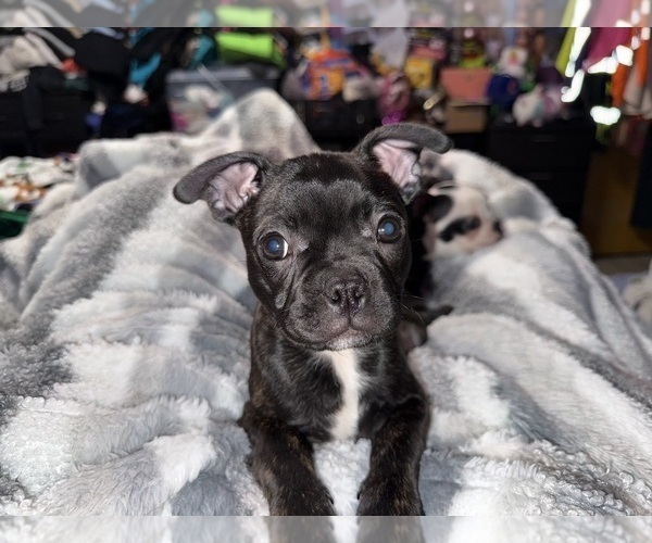 Medium Photo #7 Boston Terrier Puppy For Sale in ROUND LAKE, IL, USA