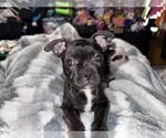 Puppy Sally Boston Terrier