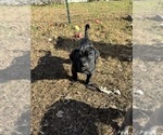 Small Photo #29 Cane Corso Puppy For Sale in COLONIAL HEIGHTS, VA, USA