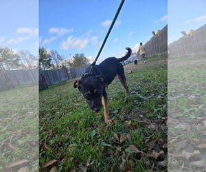 Little Miss - Female Mountain Cur-Unknown Mix Dog for Adoption - Photo #3