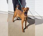 Small #1 Black Mouth Cur Mix