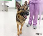 Small #2 German Shepherd Dog Mix