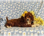 Small Photo #5 Cavapoo Puppy For Sale in BIRD IN HAND, PA, USA