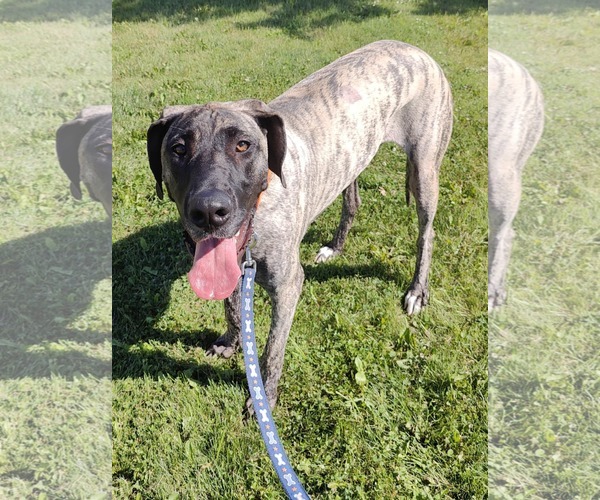 Medium Photo #5 Great Dane Puppy For Sale in St. Louis Park, MN, USA