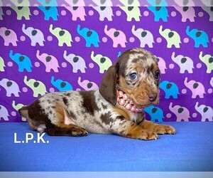 Dachshund Puppy for sale in WINNSBORO, LA, USA