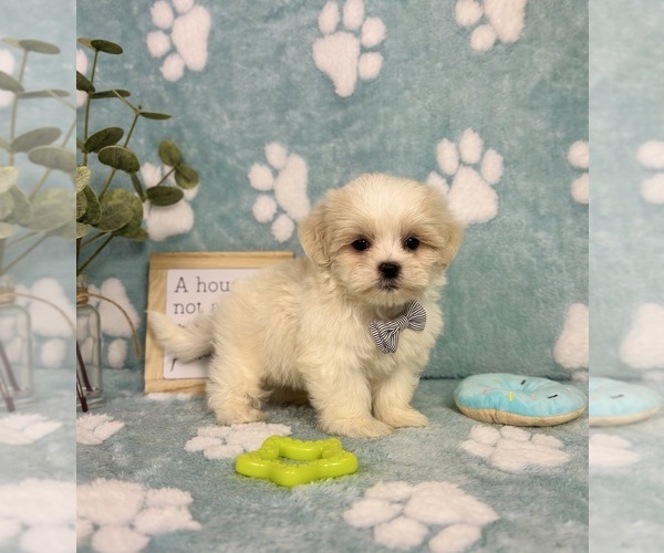 Medium Photo #5 Mal-Shi Puppy For Sale in NOBLESVILLE, IN, USA