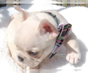 French Bulldog Puppy for sale in CAPE CORAL, FL, USA