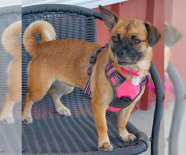 Medium Photo #3 Pug-Unknown Mix Puppy For Sale in Tustin, CA, USA