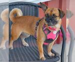 Small #2 Pug Mix