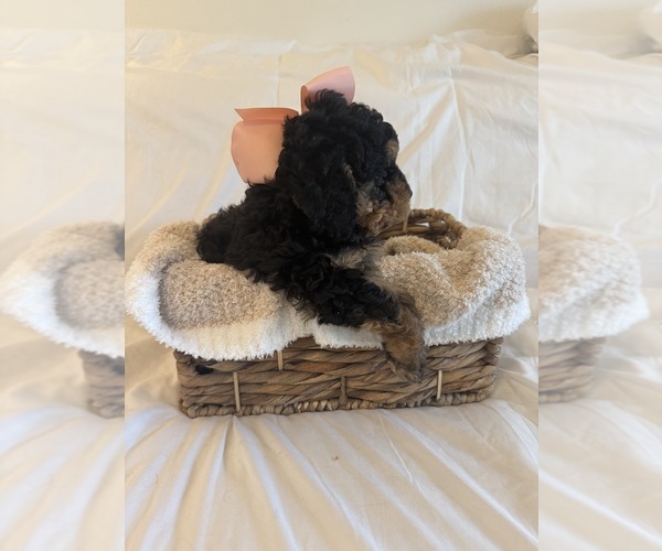 Medium Photo #35 Miniature Bernedoodle Puppy For Sale in AUBURNDALE, FL, USA