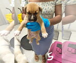 Small #4 American Pit Bull Terrier-Black Mouth Cur Mix
