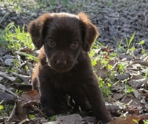 Boykin Spaniel Puppy for sale in PROSPERITY, SC, USA
