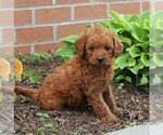 Small Photo #6 Labradoodle-Poodle (Miniature) Mix Puppy For Sale in NEW PROVIDENCE, PA, USA