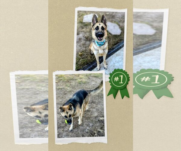 Medium Photo #1 German Shepherd Dog Puppy For Sale in columbia, SC, USA