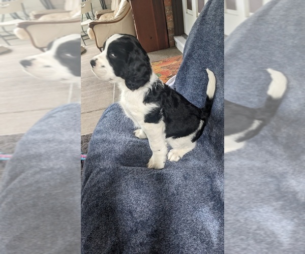 Medium Photo #7 English Springer Spaniel Puppy For Sale in KENT, WA, USA