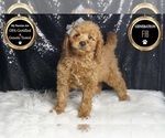 Small Photo #84 Goldendoodle (Miniature) Puppy For Sale in WARSAW, IN, USA