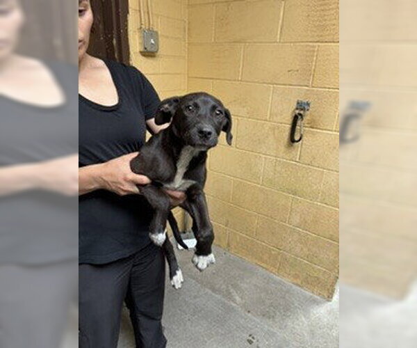 Medium Photo #1 Labrador Retriever Puppy For Sale in Stockton, CA, USA