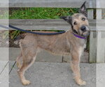 Small #1 Bouvier Des Flandres Mix