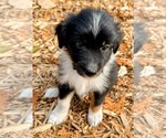 Small #5 Aussiedoodle