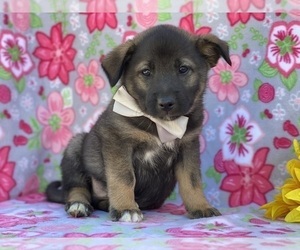 Australian Shepherd-Norwegian Elkhound Mix Puppy for sale in LANCASTER, PA, USA
