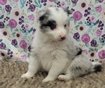 Small Photo #14 Border Collie Puppy For Sale in BLAKESBURG, IA, USA