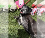 Small #2 Chihuahua