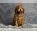 Puppy Graham AKC Poodle (Miniature)