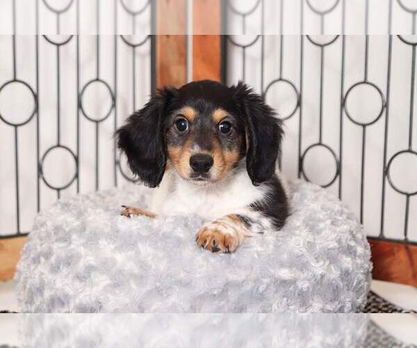 Medium Photo #4 Dachshund Puppy For Sale in NAPLES, FL, USA