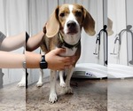 Small #1 Beagle