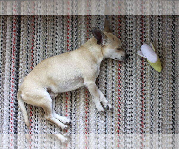 Medium Photo #5 Chihuahua Puppy For Sale in Sandy, UT, USA