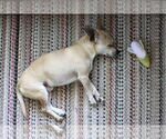 Small #4 Chihuahua