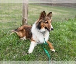 Small Photo #1 Shetland Sheepdog Puppy For Sale in KINGSPORT, TN, USA