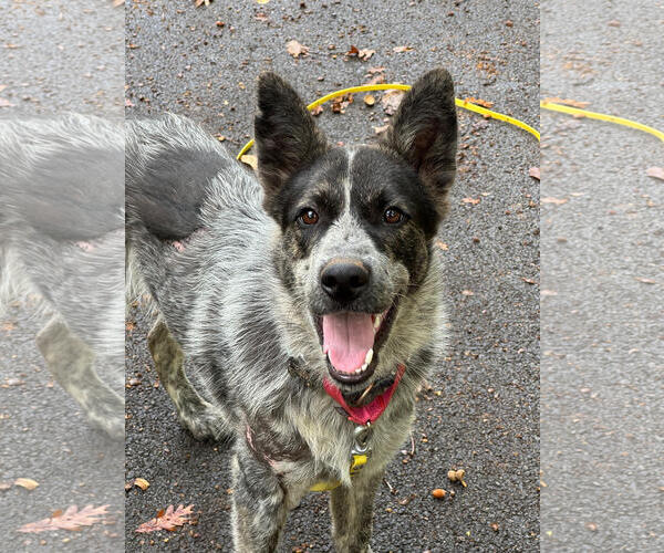 Medium Photo #5 Mutt Puppy For Sale in Garden City, NY, USA