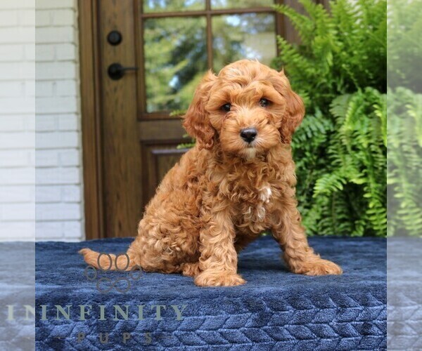 Medium Photo #1 Cavapoo (Miniature) Puppy For Sale in NARVON, PA, USA