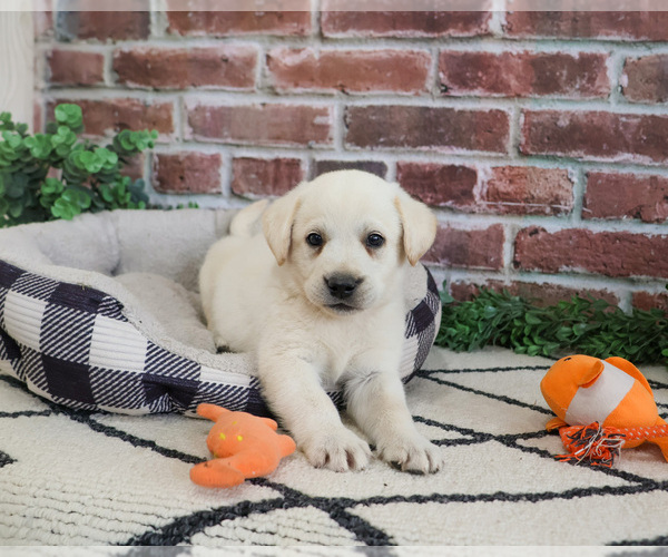 Medium Photo #7 Labrador Retriever Puppy For Sale in SYRACUSE, IN, USA