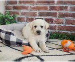 Small #6 Labrador Retriever