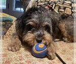 Small #6 Australian Terrier Mix