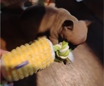 Small #5 French Bulldog