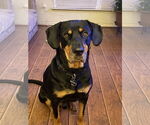 Small #8 Rottweiler Mix