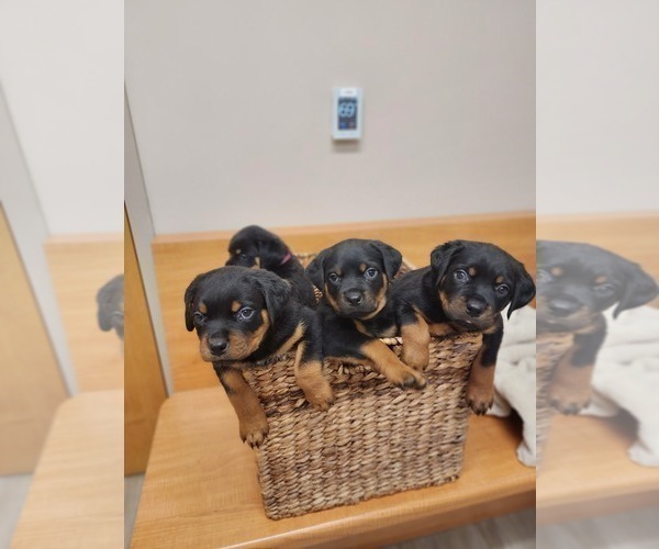 Medium Photo #4 Rottweiler Puppy For Sale in RACINE, WI, USA