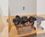Small #3 Rottweiler