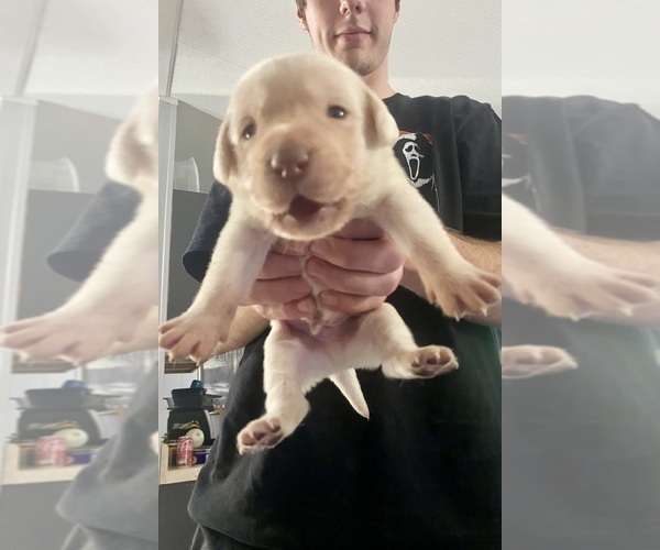Medium Photo #2 Labrador Retriever Puppy For Sale in WILDWOOD, FL, USA