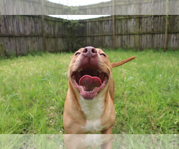 Medium Photo #1 Labrador Retriever-Staffordshire Bull Terrier Mix Puppy For Sale in Jackson, MS, USA