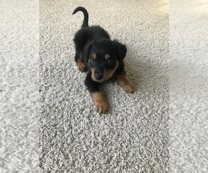 English Shepherd Puppy for sale in ROCHESTER HILLS, MI, USA