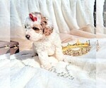 Small #8 Goldendoodle (Miniature)