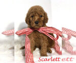 Small Photo #35 Goldendoodle Puppy For Sale in DEMOPOLIS, AL, USA